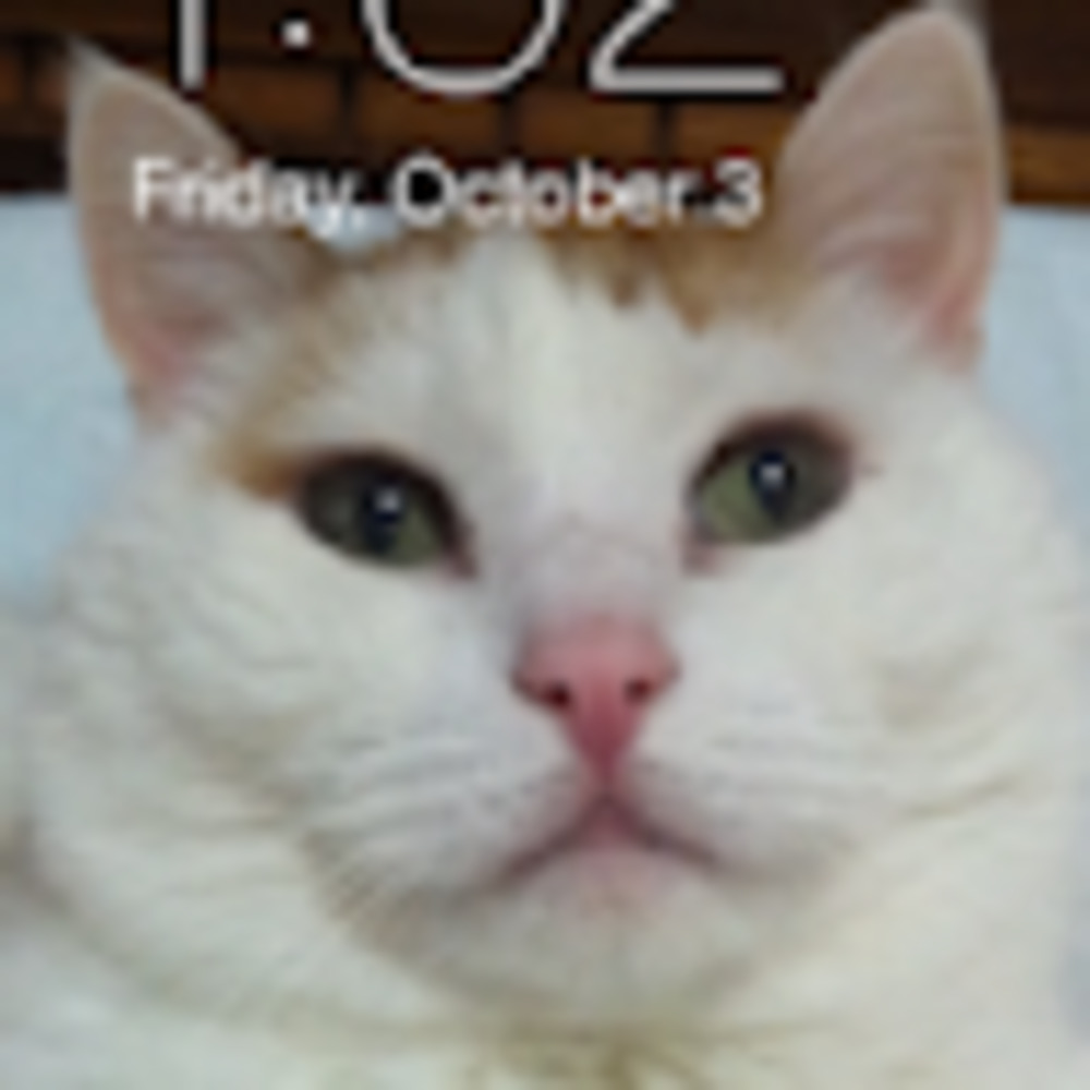 Meet your Posher, Deidre